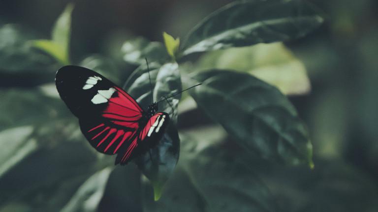 butterfly